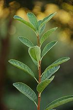Exochorda racemosa httpsuploadwikimediaorgwikipediacommonsthu