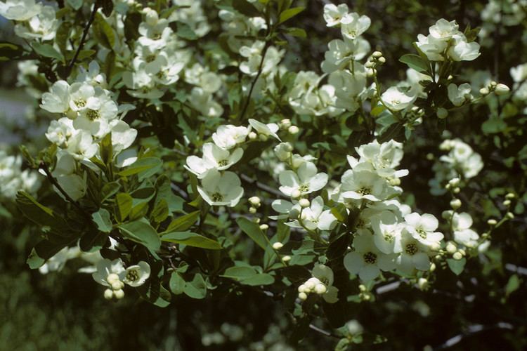 Exochorda racemosa Exochorda racemosa common pearlbrush Go Botany