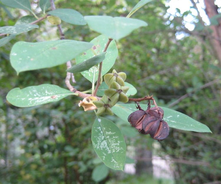 Exochorda racemosa FileExochorda racemosa fruits 01jpg Wikimedia Commons