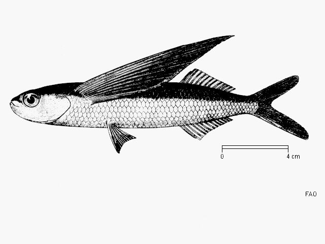 Exocoetus Fish Identification