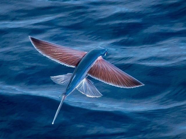 Exocoetus FLYING FISH Exocoetus Volitans The Voice Fuerteventura