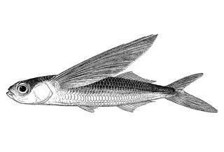 Exocoetus Exocoetus volitans Cosmopolitan Flyingfish Discover Life