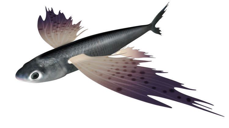 Exocoetus obj exocoetus flying fishes