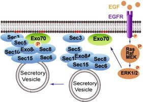 Exocyst ERK12 Regulate Exocytosis through Direct Phosphorylation of the