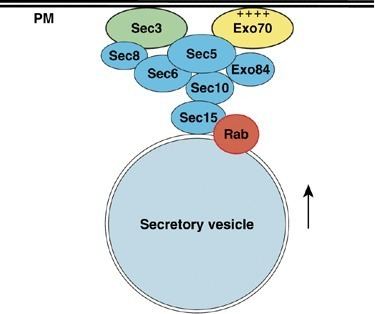 Exocyst Exo70 functions together with Sec3 in targeting the exocyst