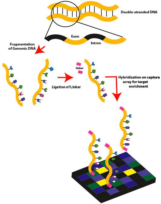 Exome sequencing