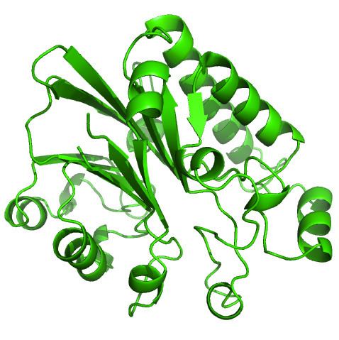 Exonuclease III