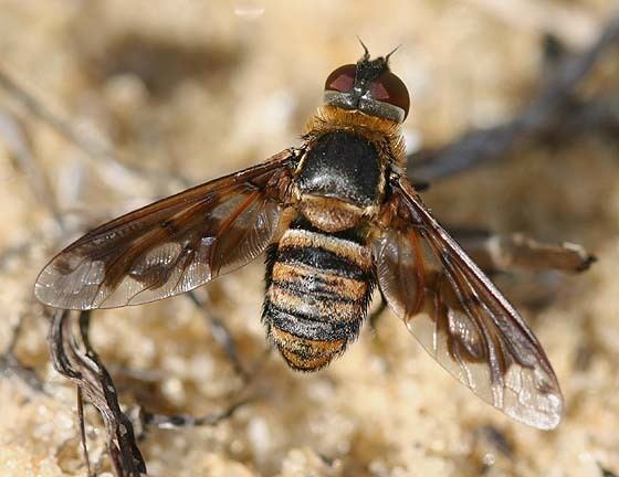 Exoprosopa Lesser Bee Fly Exoprosopa fascipennis BugGuideNet
