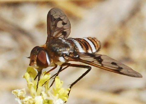 Exoprosopa Bee Fly Exoprosopa doris