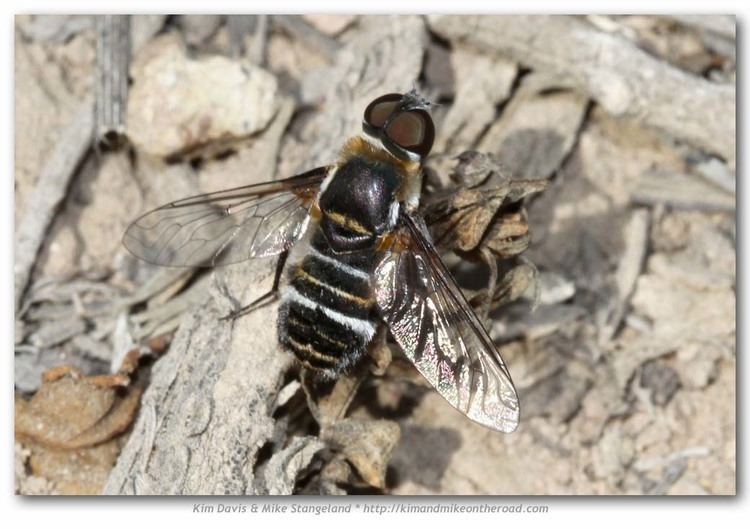 Exoprosopa Exoprosopa sp Progressive Bee Fly