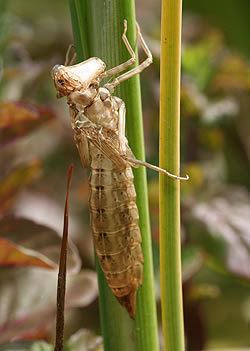 Exopterygota Division Exopterygota Amateur Entomologists39 Society AES