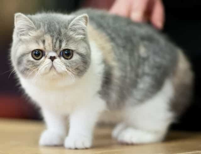 Exotic Shorthair Exotic Shorthair Purrfect Cat Breeds