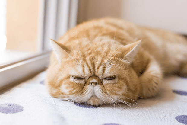 Exotic Shorthair 7 Fuzzy Facts About Exotic Shorthair Cats Mental Floss