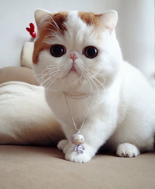 Exotic Shorthair 1000 ideas about Exotic Shorthair on Pinterest Persian cats