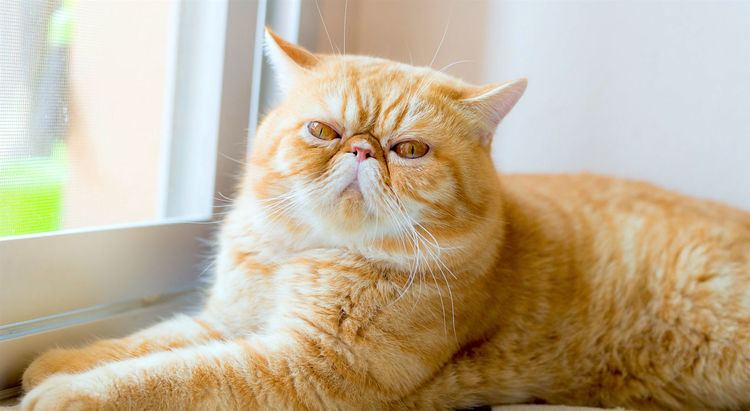 Exotic Shorthair 5 Things to Know About Exotic Shorthairs Petful