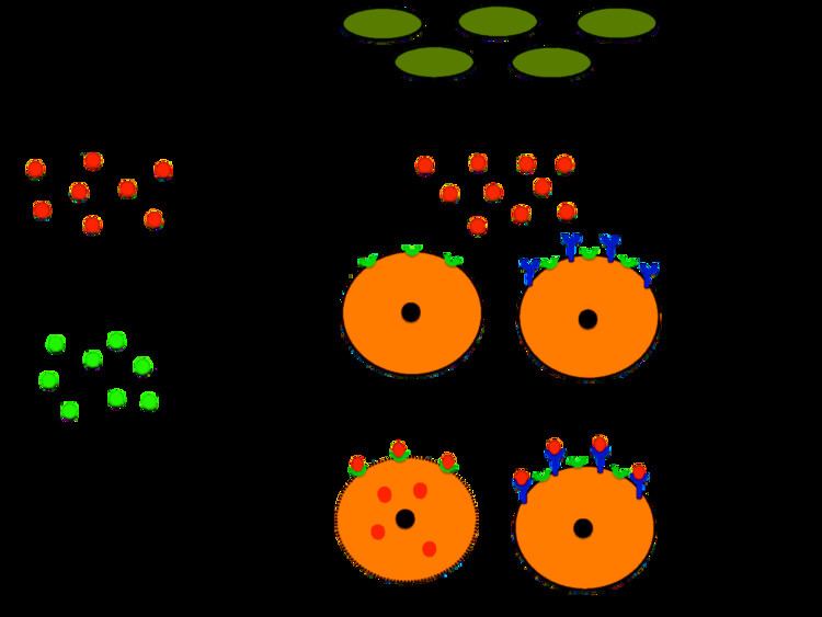 Exotoxin