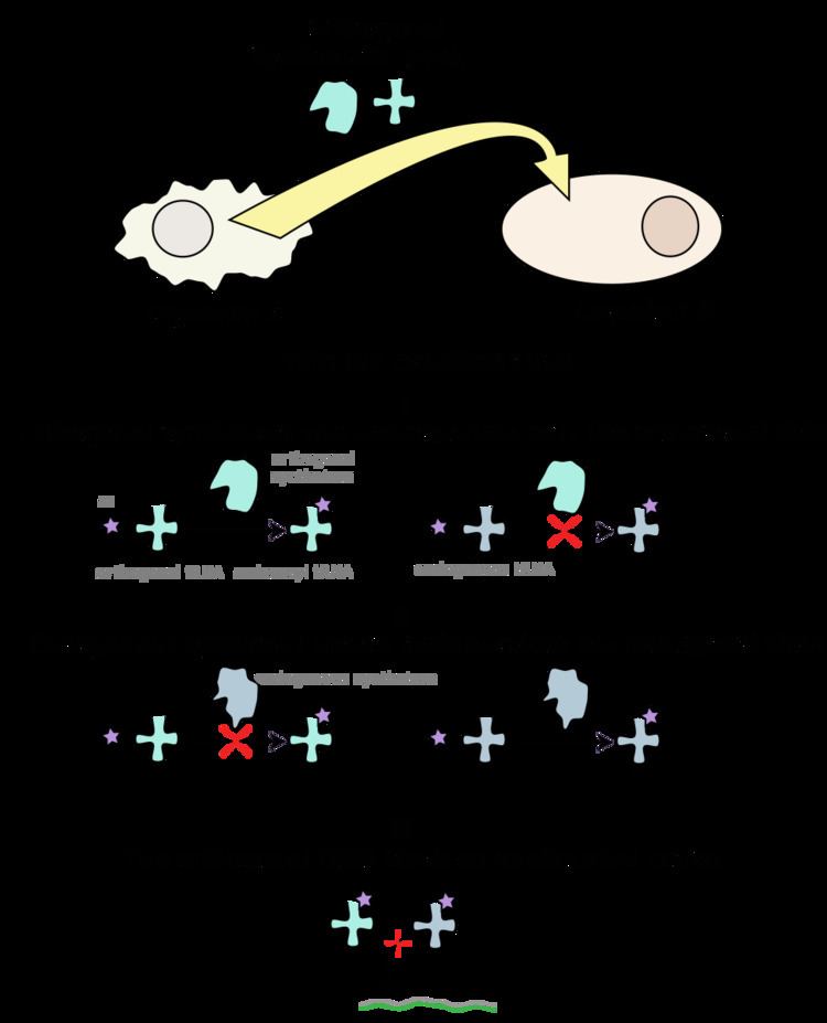 Expanded genetic code