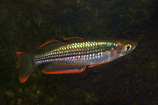 Exquisite rainbowfish fishesofaustralianetauImagesImageMelanoExquis