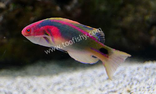 Exquisite wrasse Something Fishy Aquarium Livestock Fish Exquisite Fairy Wrasse