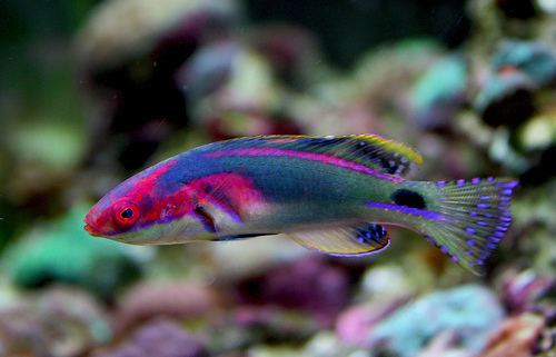 Exquisite wrasse 1000 images about WRASSE on Pinterest L39wren scott Underwater