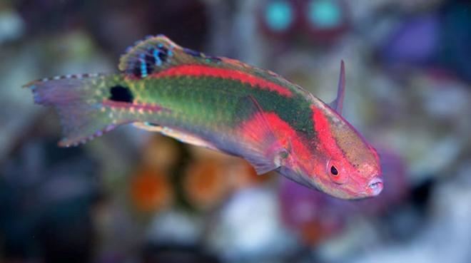 Exquisite wrasse Exquisite Fairy Wrasse Vivid Aquariums