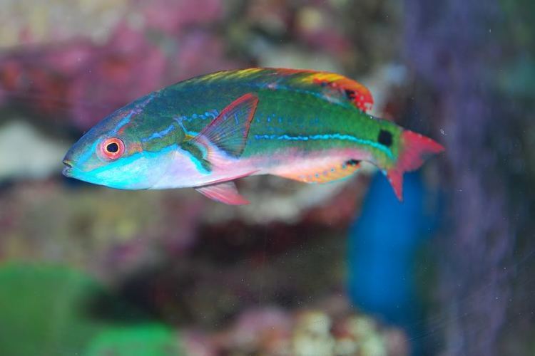 Exquisite wrasse Which Exquisite wrasse would you get Reef Central Online Community