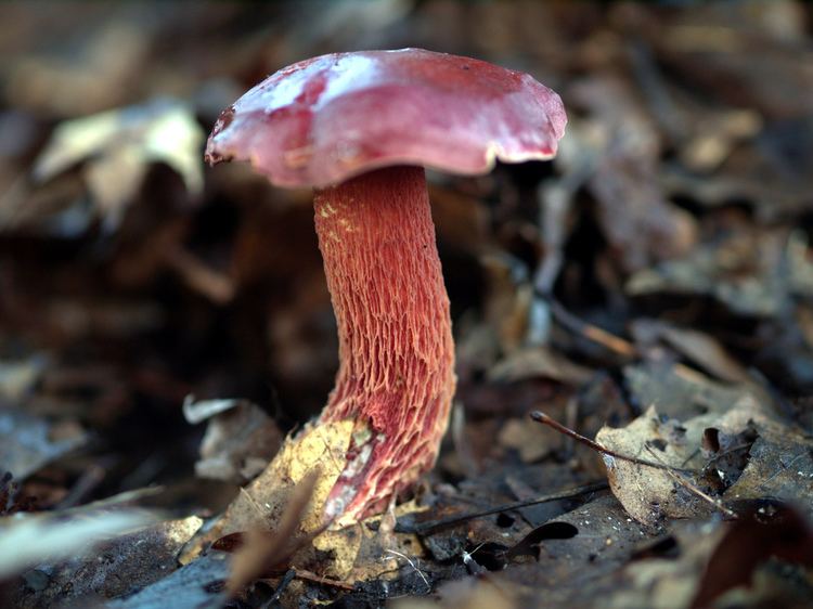 Exsudoporus frostii - Alchetron, The Free Social Encyclopedia