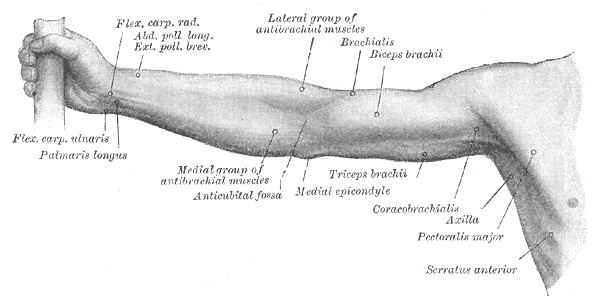 Extensor pollicis brevis muscle