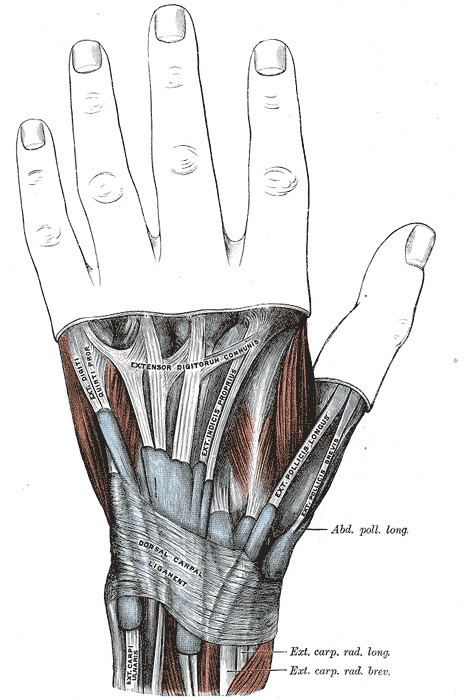 Extensor retinaculum of the hand