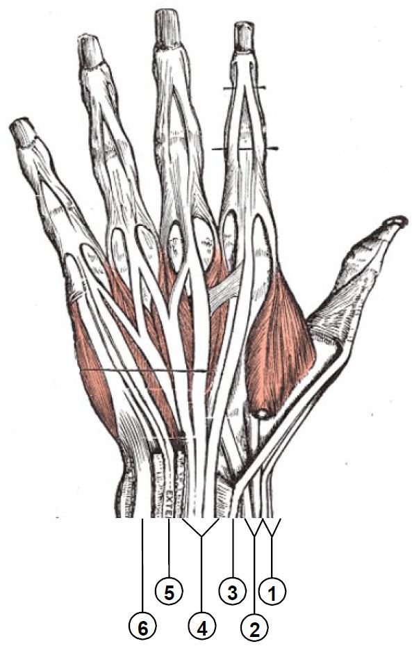 Extensor tendon compartments of the wrist