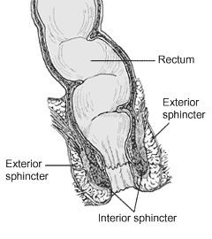 External anal sphincter