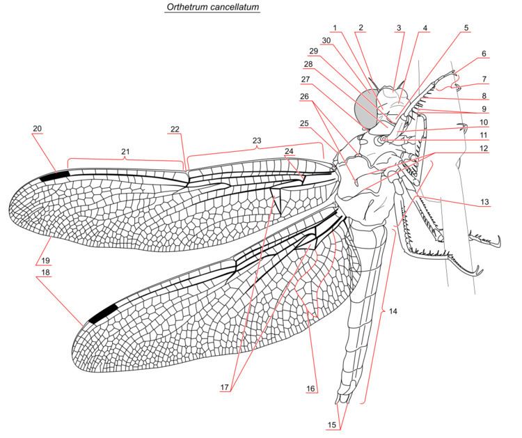 External morphology of Odonata
