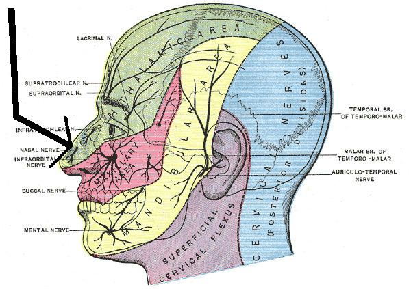 External nasal nerve