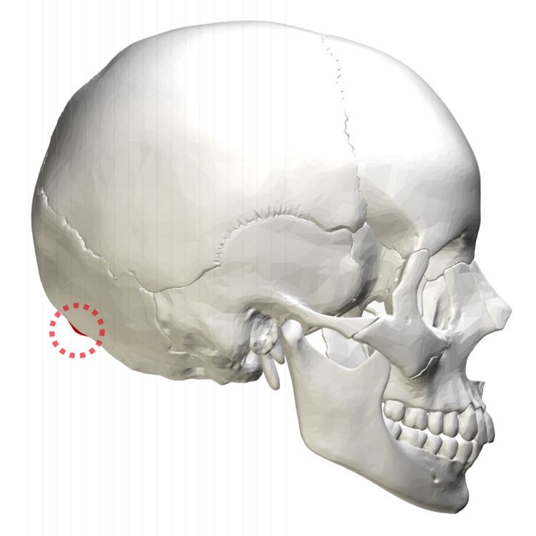 External occipital protuberance