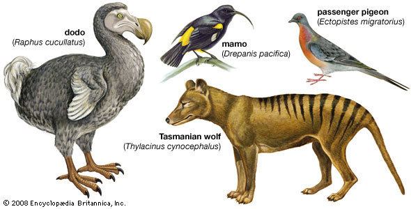 Extinction extinction Occurrences amp Facts Britannicacom