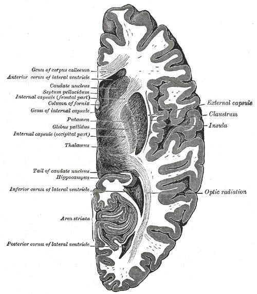 Extinction (neurology) - Alchetron, The Free Social Encyclopedia