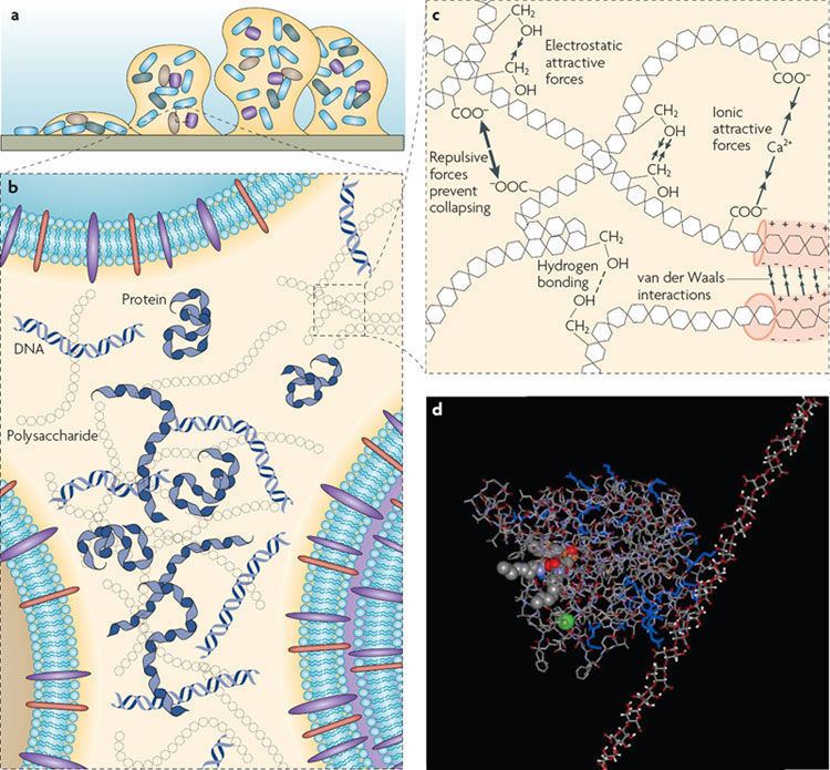 Extracellular polymeric substance - Alchetron, the free social encyclopedia