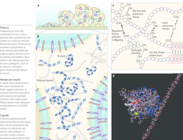 Extracellular polymeric substance - Alchetron, the free social encyclopedia