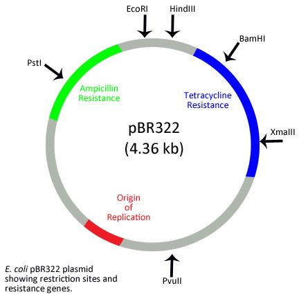 Extrachromosomal DNA