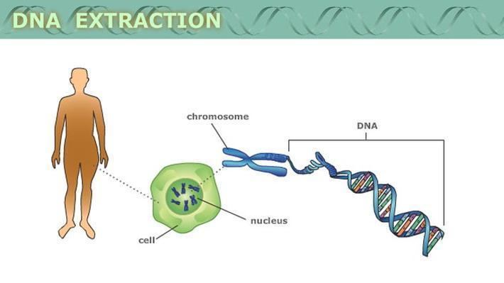 Extraction (chemistry) DNA Extraction Science Engineering amp Technology Interactive
