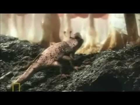 Extraterrestrial (TV documentary) httpsiytimgcomvinFGnty4hFchqdefaultjpg