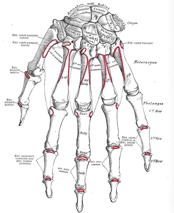 Extrinsic extensor muscles of the hand