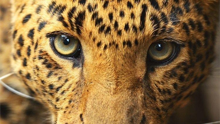 Eye of the Leopard Eye of the Leopard National Geographic
