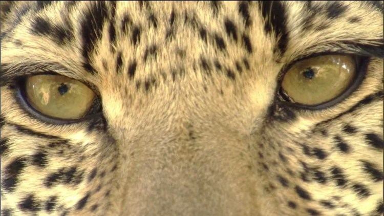 Eye of the Leopard Eye of the Leopard YouTube