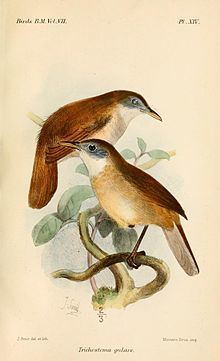 Eyebrowed jungle flycatcher httpsuploadwikimediaorgwikipediacommonsthu