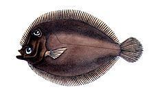Eyed flounder httpsuploadwikimediaorgwikipediacommonsthu