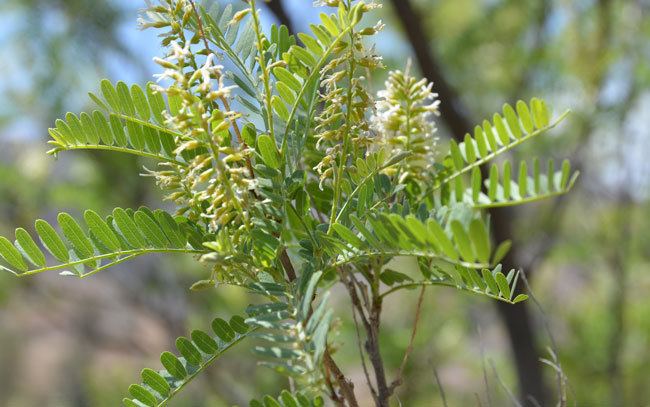 Eysenhardtia orthocarpa orthocarpa Tahitian Kidneywood Southwest Desert Flora