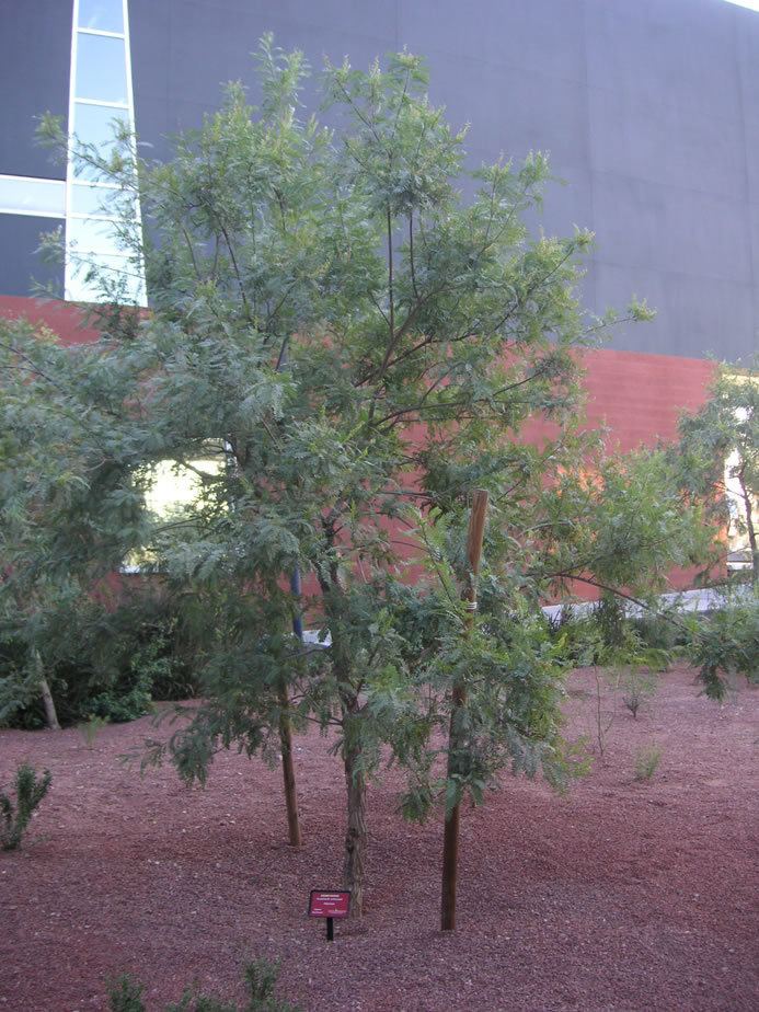 Eysenhardtia orthocarpa Find Trees amp Learn University of Arizona Campus Arboretum