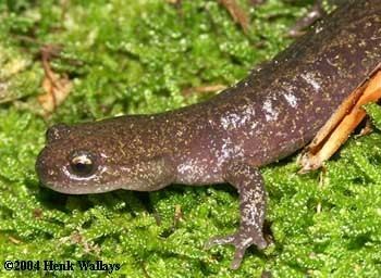 Ezo salamander wwwcaudataorgccimagesspeciesHynobiusHretar