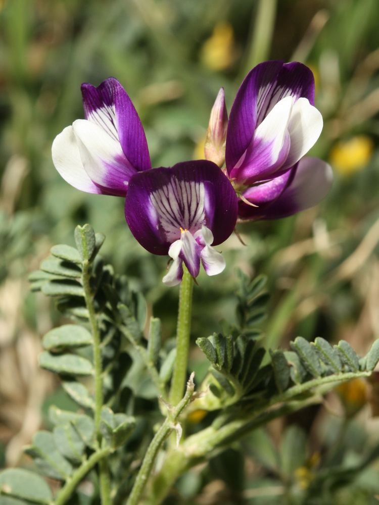 A white and purple astralagus, a flowering plant in the Fabaceae family